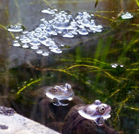 Frogs and spawn 19/02/12